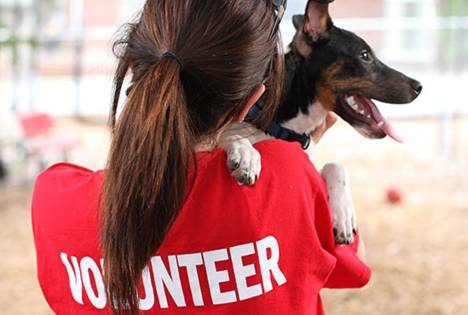 volunteer-1200x630 - Copy (3)